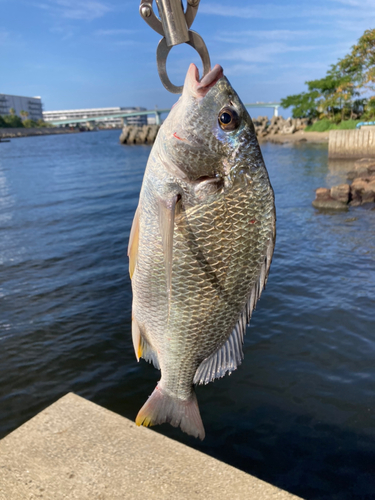 キビレの釣果