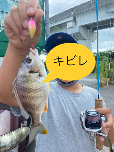 キビレの釣果