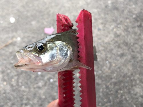 セイゴ（マルスズキ）の釣果