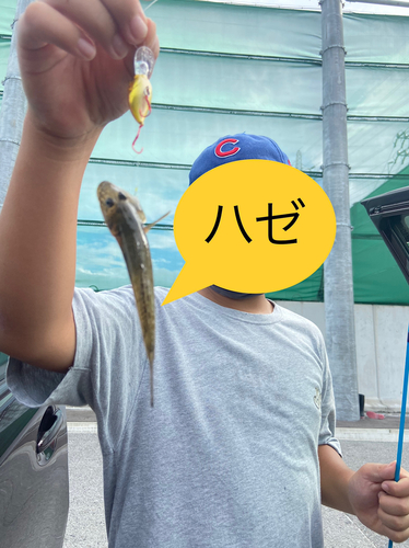 ハゼの釣果