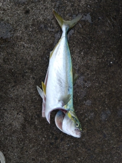 イナダの釣果