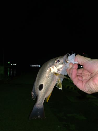 クロホシフエダイの釣果