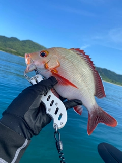 ヒメフエダイの釣果