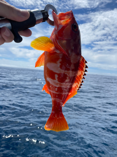 アカハタの釣果