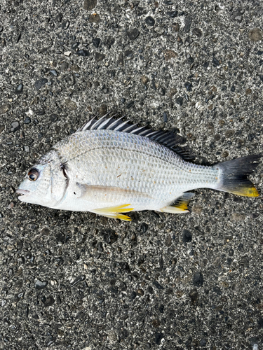 キビレの釣果