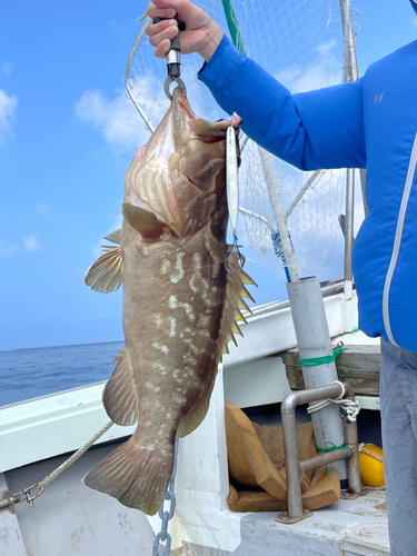 クエの釣果