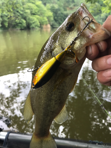 ラージマウスバスの釣果