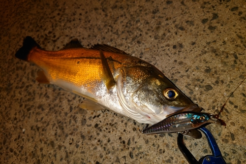 シーバスの釣果