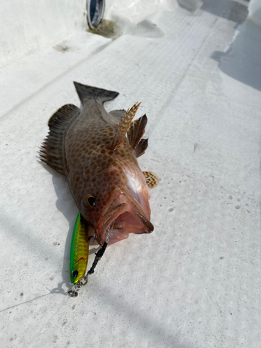 オオモンハタの釣果