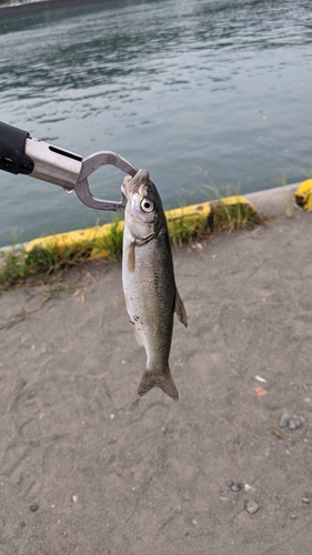 ウグイの釣果