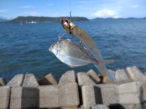 ヒイラギの釣果