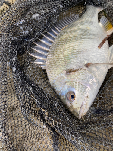 キビレの釣果