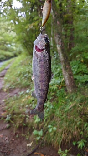 ニジマスの釣果