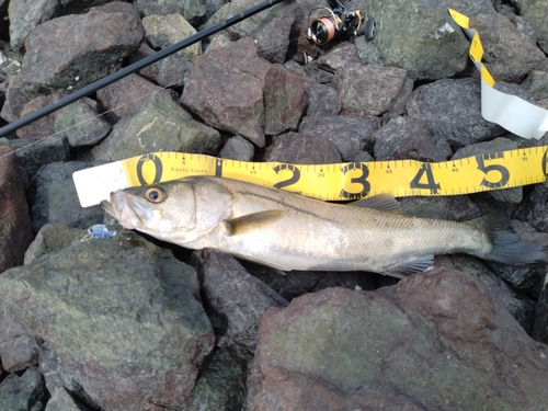 シーバスの釣果