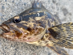 ベッコウゾイの釣果