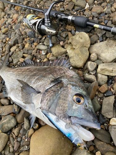 チヌの釣果