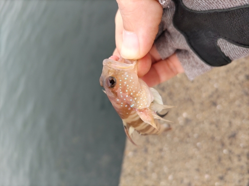 イトヒキハゼの釣果