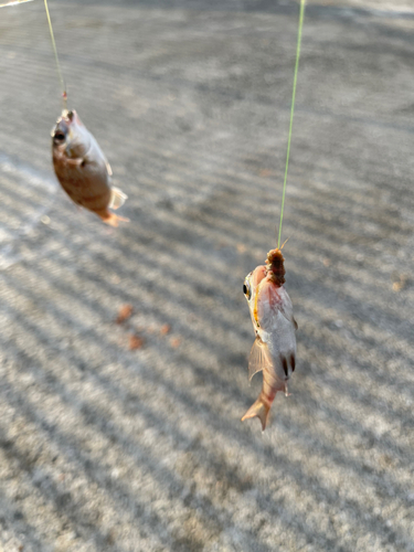 チャリコの釣果