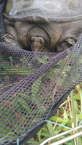 マナマズの釣果