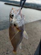 シログチの釣果