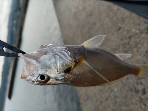 シログチの釣果