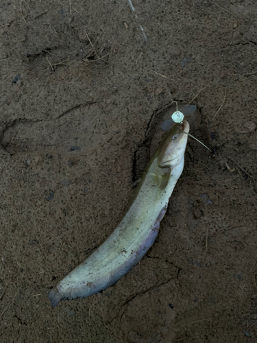 ナマズの釣果