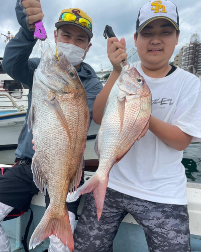 マダイの釣果