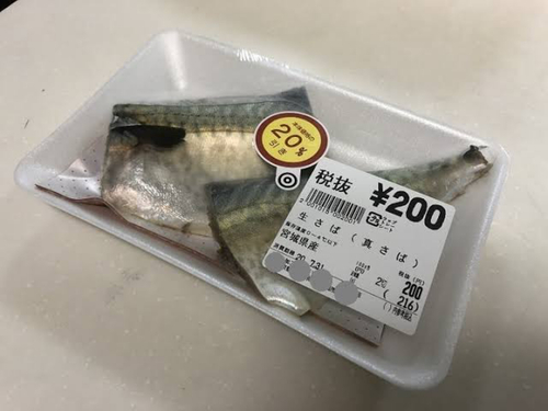 サバの釣果