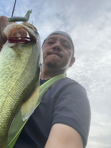 ラージマウスバスの釣果