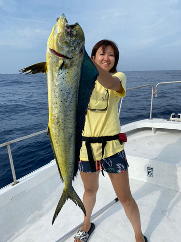 シイラの釣果