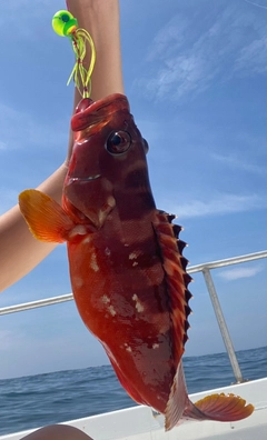 アカハタの釣果