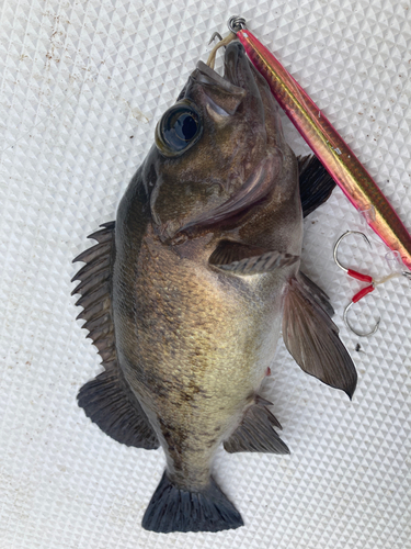 アカメバルの釣果