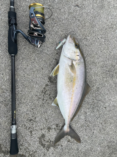 ショゴの釣果