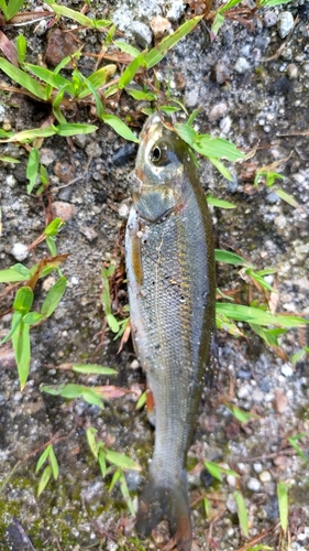 ウグイの釣果