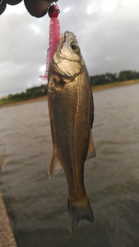 セイゴ（タイリクスズキ）の釣果