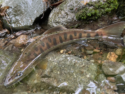 ヤマメの釣果