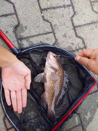 オオモンハタの釣果