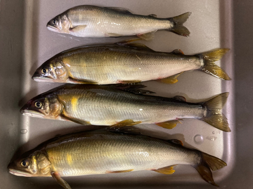 アユの釣果