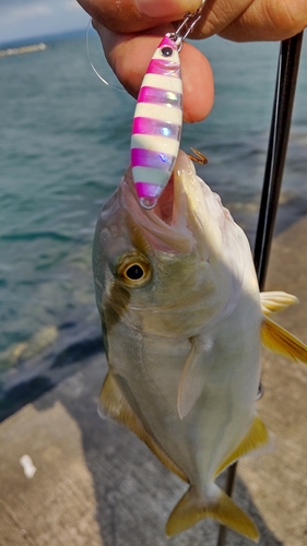 ショゴの釣果