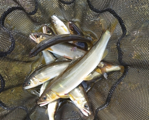 アユの釣果