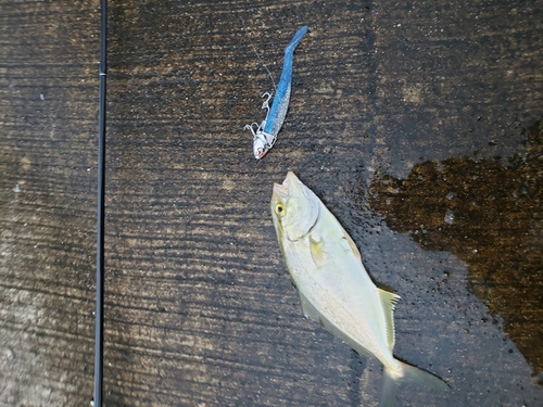 ショゴの釣果