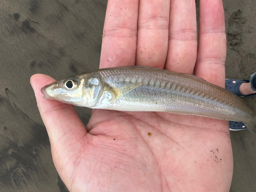 シロギスの釣果