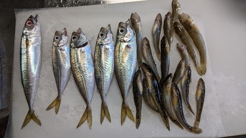 アジの釣果