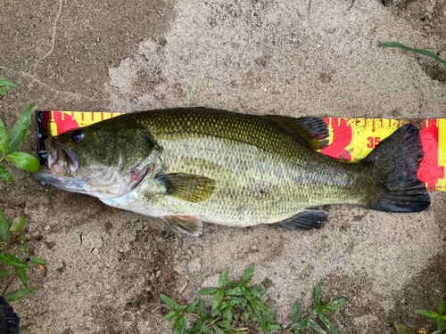 ブラックバスの釣果