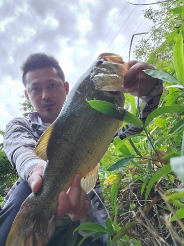 ブラックバスの釣果