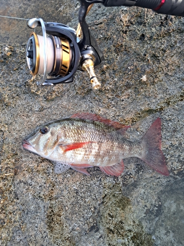 アマミフエフキの釣果