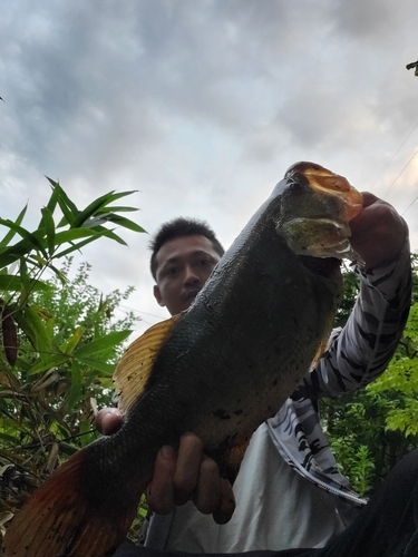 ブラックバスの釣果