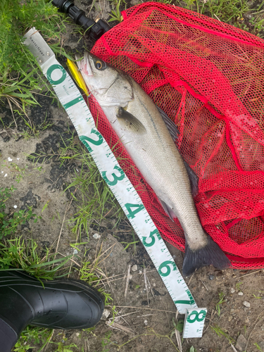 シーバスの釣果