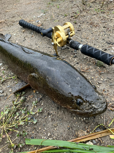 ライギョの釣果