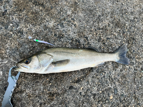 セイゴ（マルスズキ）の釣果